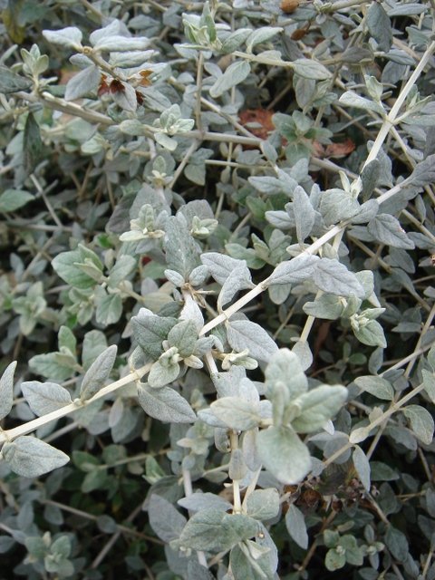Teucrium fruticans